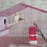 عروس هلندی با قفس