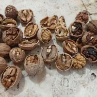 گردوی فروشی|عمده‌فروشی|آذرشهر, |دیوار