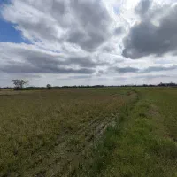 زمین شالیزار|فروش زمین و ملک کلنگی|خمام, |دیوار