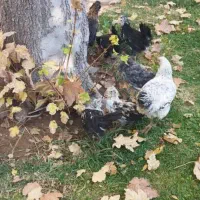 جوجه محلی|حیوانات مزرعه|شیراز, شهرک مهدیه|دیوار