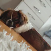 سگ نژاد پیکینیز|سگ|آستارا, |دیوار