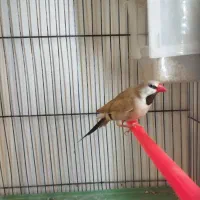 یک عدد فنج کراواتی نر معاوضه با قناری گلاستر