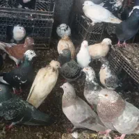 فروش کبوتر|پرنده|میناب, |دیوار