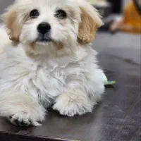 شیتزو|سگ|اسلام‌شهر, شهرک امام حسین (میان آباد)|دیوار