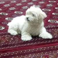 سگ پاکوتاه  شیتزو|سگ|سبزوار, نواب صفوی|دیوار