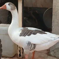 گمشده غاز گمشده غاز