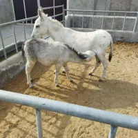 شیرالاغ و شیرشتر