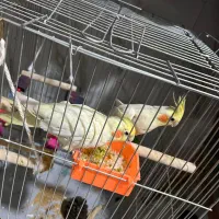 یه جفت عروس هلندی