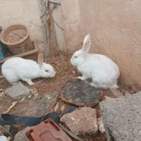 خرگوش|موش و خرگوش|مسجد سلیمان, |دیوار