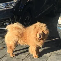 چاو چاو نر و ماده وارداتی اصیل