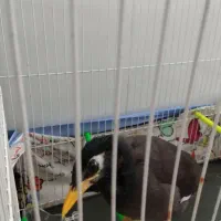 سلام مینا افغانی