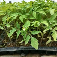 نشاه گوجه فرنگی بذر مالیکا