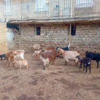 نه تا بز ونه تا بزغاله