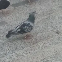 کبوتر گم شده