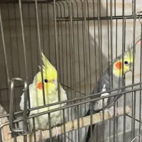 عروس هلندی|پرنده|دلند, |دیوار