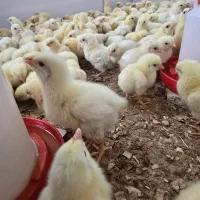 جوجه گوشتی راس ۳۰۸ پنج روزه
