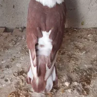 کله سفید نر|پرنده|سبزوار, زینبیه|دیوار