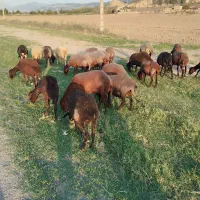 فروش گوسفند