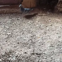 8تا زدخوردی|پرنده|رشتخوار, |دیوار