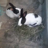 خرگوش زیبا ۲ عدد|موش و خرگوش|دزفول, |دیوار