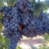 انگور سیاه سردشت تویسرکان کیلو ۸۰