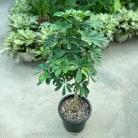 شفلرا بافت،لوکس،برگ پرپشت،نگهداری آسان،قیمت تولیدی|گل و گیاه طبیعی|رشت, بیجارپس|دیوار