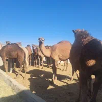 شتر هاشی بلوون دورگه چاق بدون شکم|حیوانات مزرعه|بافق, |دیوار