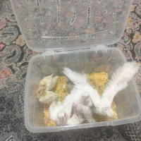 جوجه عروس هلندی