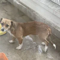 سگ ۷ماهه نژاد جک راسل اشپیتز|سگ|رشت, انصاری|دیوار