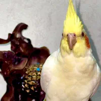 عروس هلندی