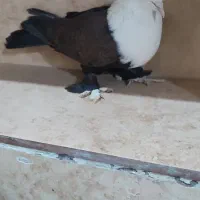 کفتر کل سفید یا کربلایی مهر فروش و معاوضه|پرنده|قنوات, |دیوار