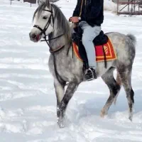 نریان عرب یسر|اسب و تجهیزات اسب‌سواری|ارومیه, |دیوار