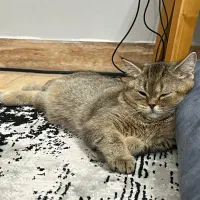 گربه ترکیب اسکاتیش و بیریتش