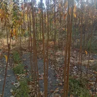 نهال گیلاس لاپینز امریکایی|خدمات باغبانی و درختکاری|زاینده رود, |دیوار