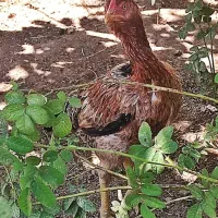 خروس و مرغ لاری|حیوانات مزرعه|قزوین, |دیوار