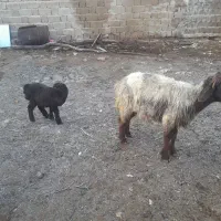 به نام خدا. فروش سه عدد میش بره دار