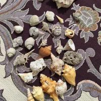 سنگ اصل صدف آکواریوم