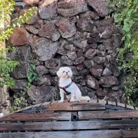 واگذاری سگ شیتزو