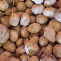 سیب زمینی دامی و زیرسرندی و سیب زمینی گوسفندی