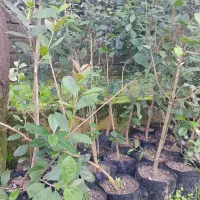 نهال فوجیوا و گواوایی موجود است|حراج|تالش, هشتپر|دیوار