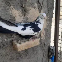 دوعدمبی ماده قهوای وسیاه
