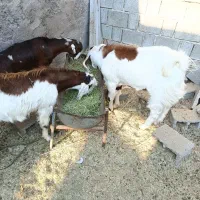 فروش دو عدد کهره نر یکی ماده|حیوانات مزرعه|بوشکان, |دیوار