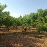 فروش باغ در طرح طوبی یک بن