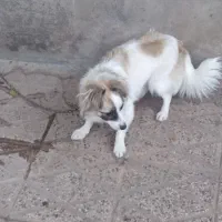 سگ پاکوتاه|سگ|آزادشهر, |دیوار