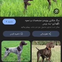 سگ پویینتر ماده سر حال و بازیگوش