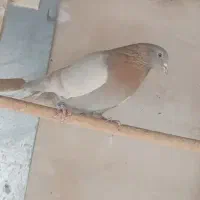 کفتر|حیوانات|ری, شهرری|دیوار