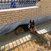 سگ ژرمن شولاین