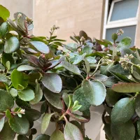 گلدان گل|گل و گیاه طبیعی|تهران, دبستان|دیوار