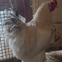 برهما لایت ( مرغ وخروس )