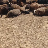 یه راس قوچ دوساله